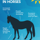 MeoTemp™ Horse Blanket Temperature Sensor 1 pack (COMING SOON)