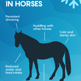 MeoTemp™ Horse Blanket Temperature Sensor 1 pack (COMING SOON)